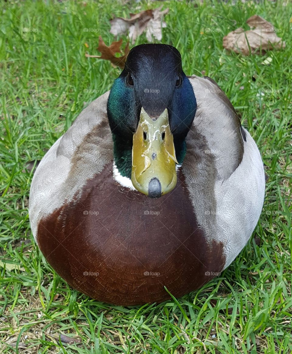 Duck, Bird, Nature, Grass, Goose