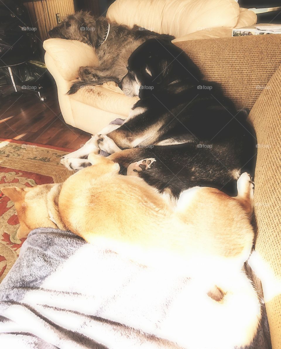 Luna and Achilles do this often. Such bums. Drake sleeping on the chair. :)