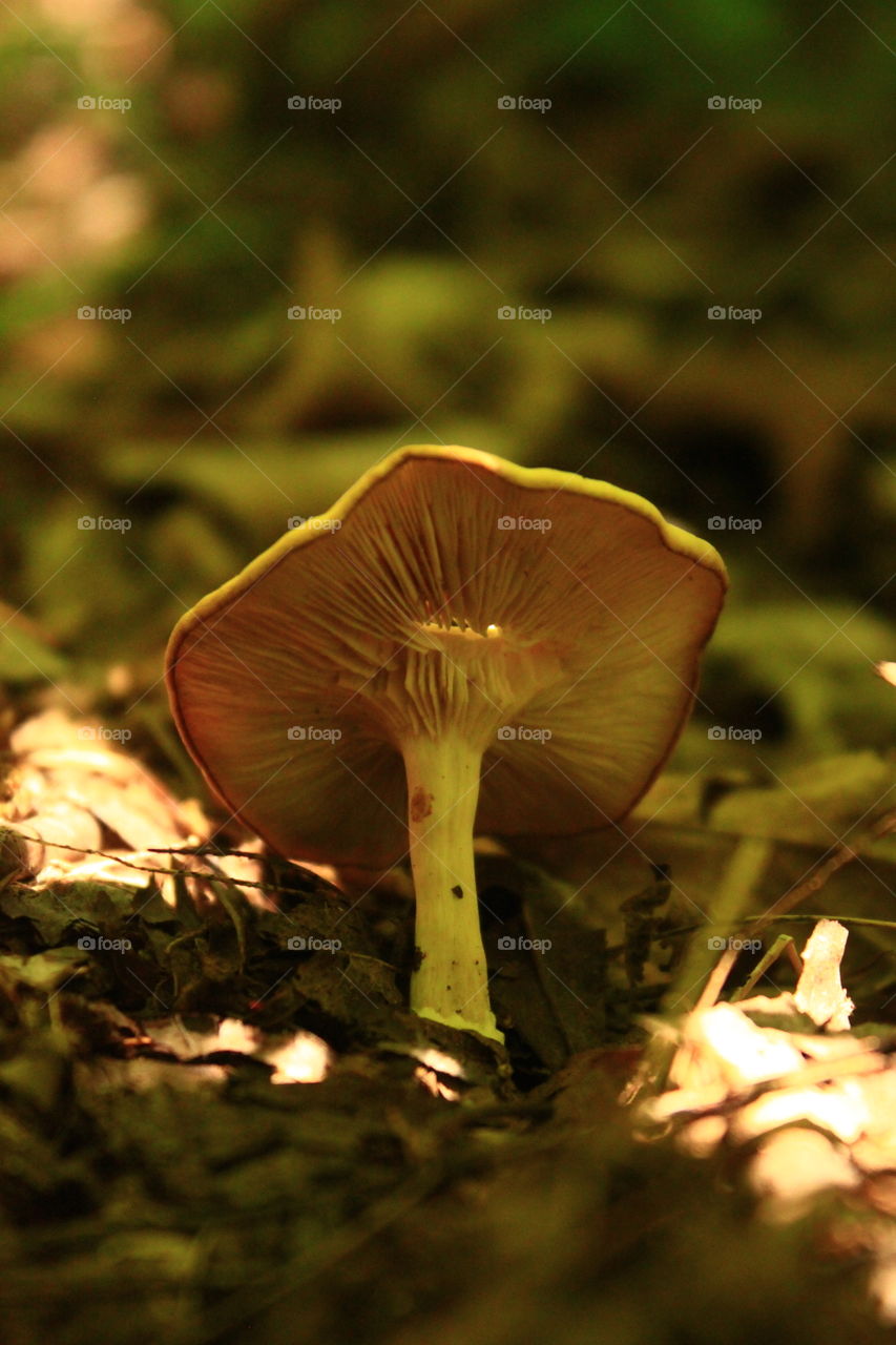 Mushroom growing wild in wetlands of Pennsylvania 