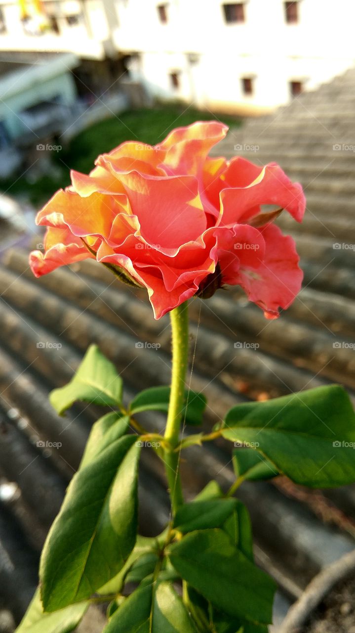 red rose with sunrises
