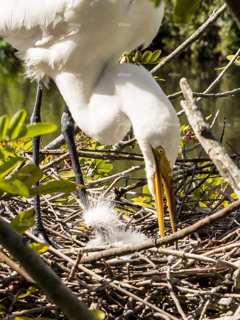 Baby Snowy Egret with Mom in early Spring