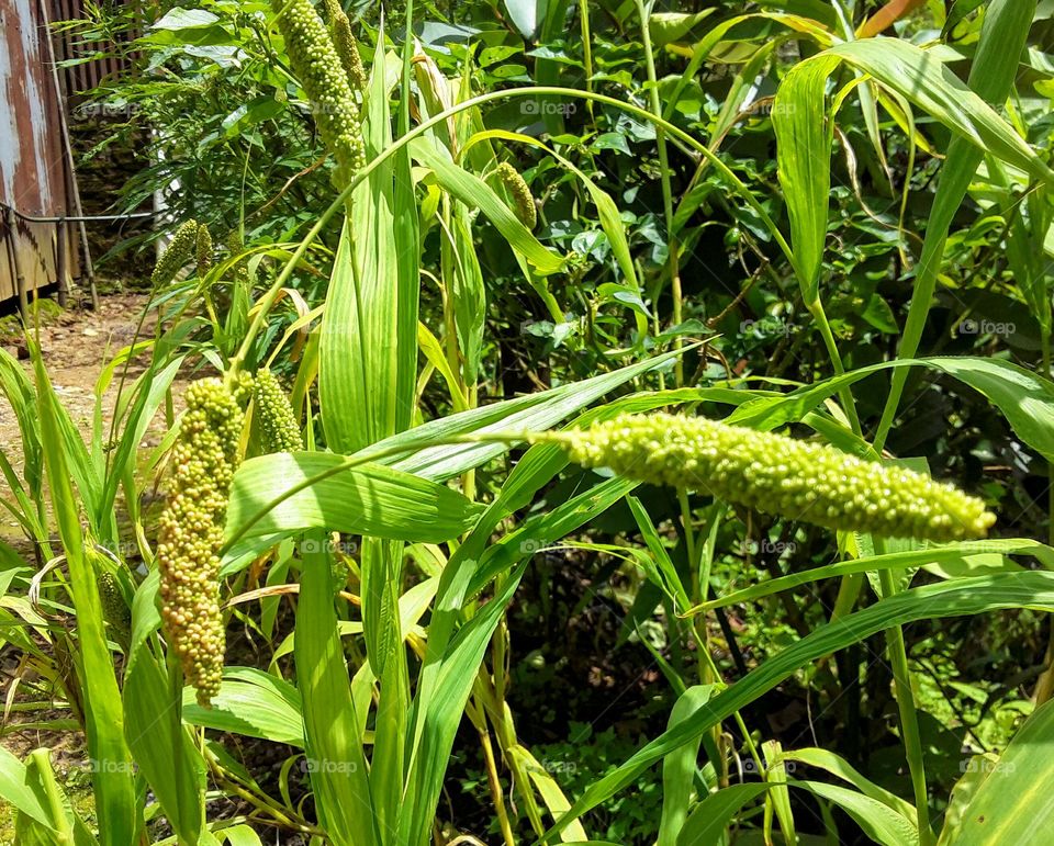 Backyard Millet Sprouting, Green Millet
