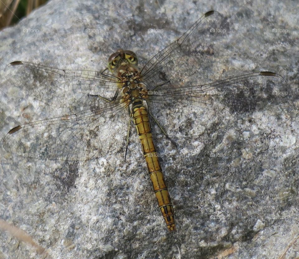 Rocky insect