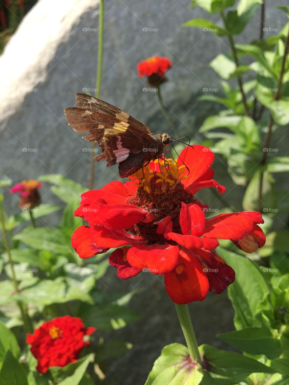 Butterfly on red flower