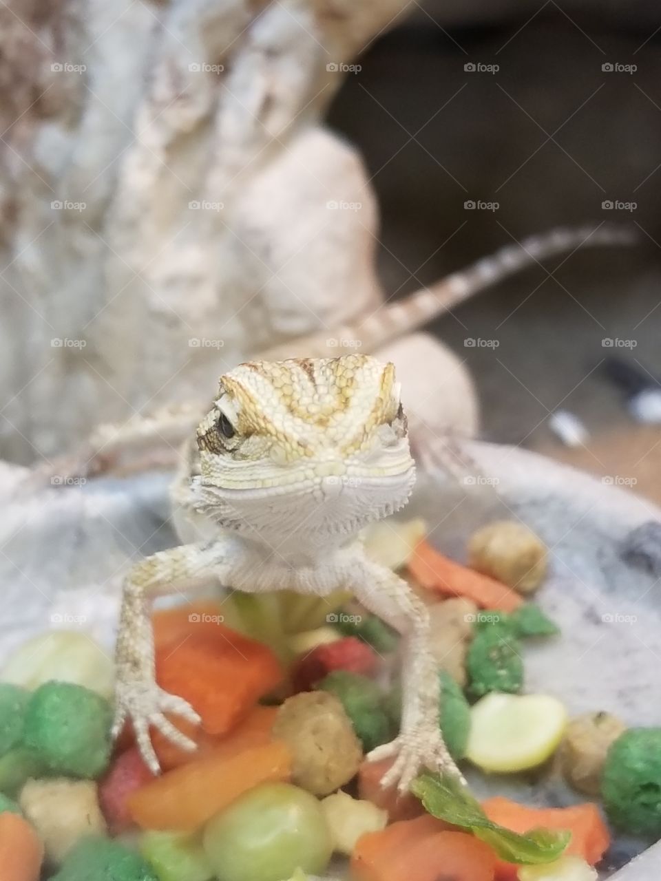 bearded dragon