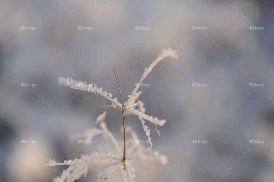 Frozen plant during winter