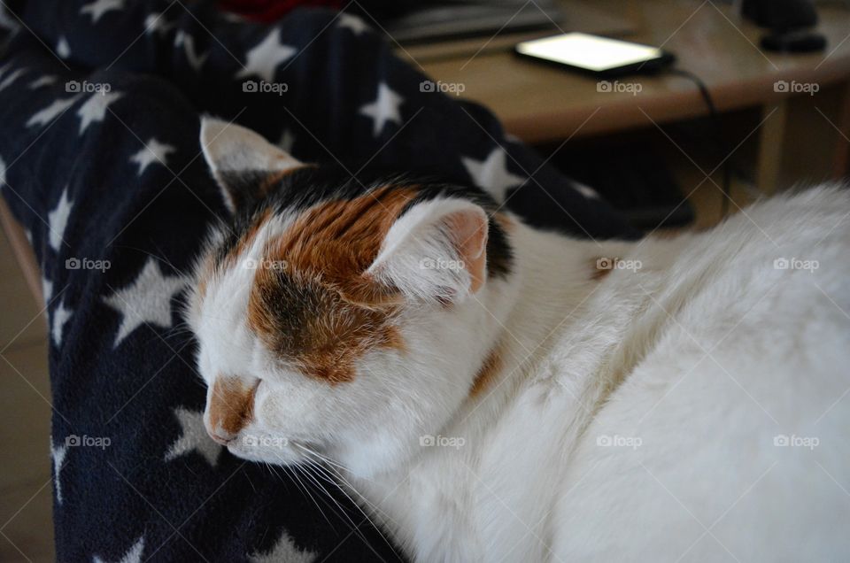 cat close up sleeping home and woman legs