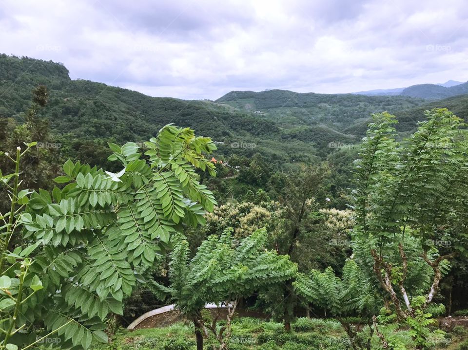 Nature and forest In Sri Lanka 