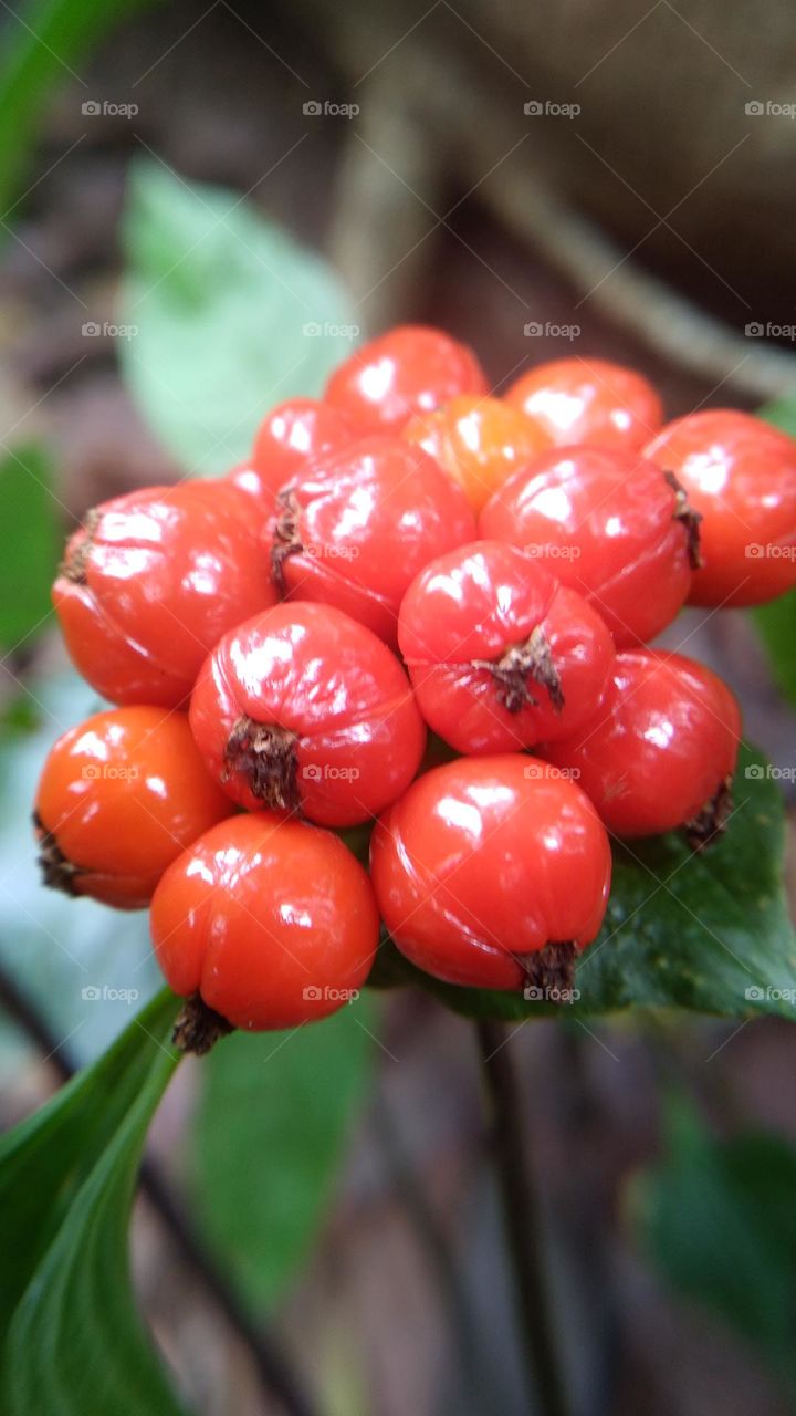 This plant bears fruit and is red but should not be eaten just for decoration