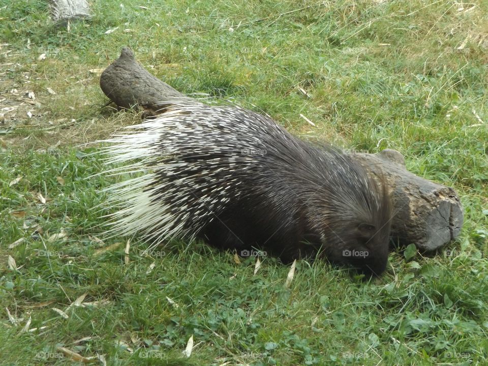 Porcupine eating grass