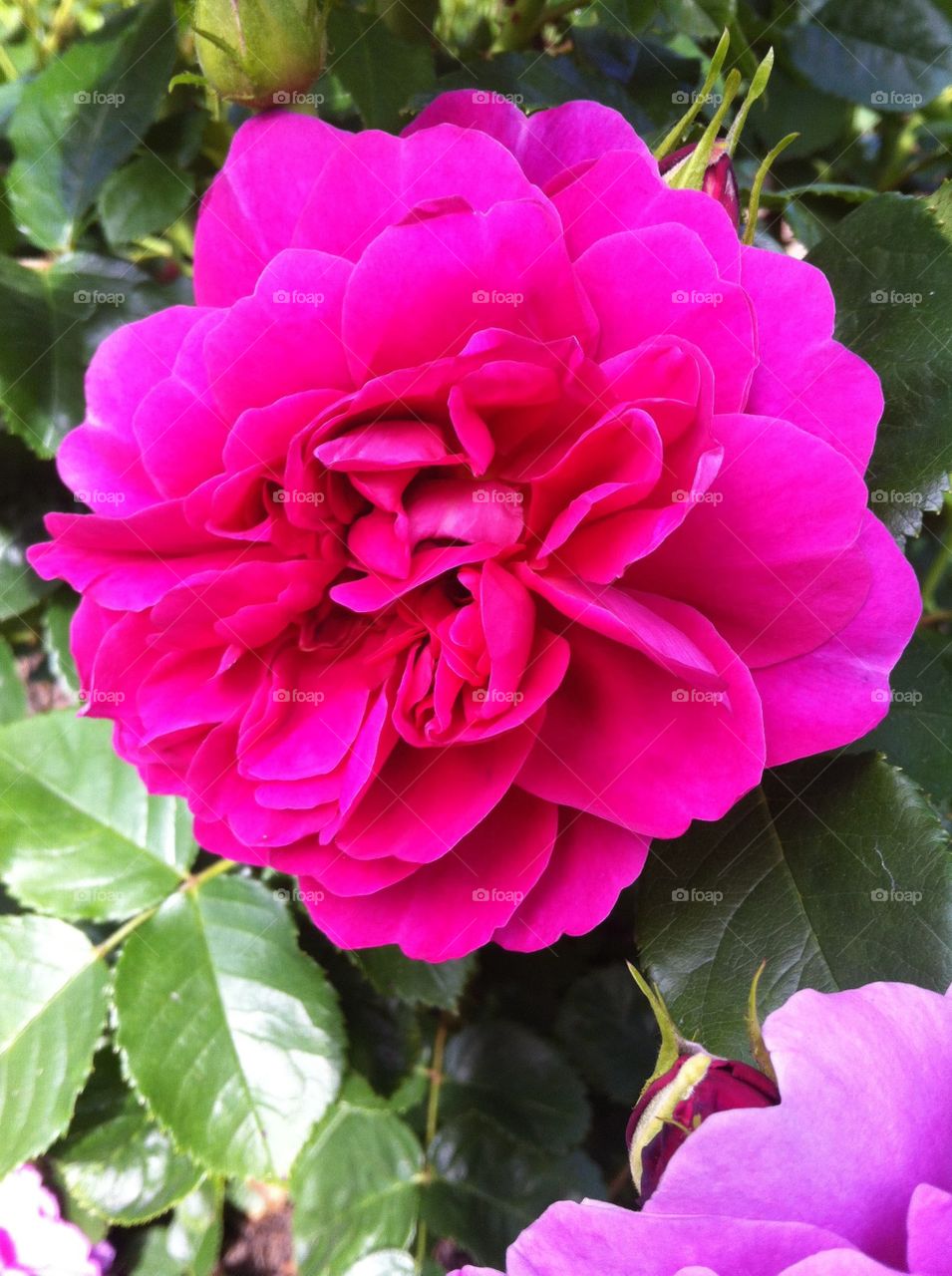 Bright pink rose