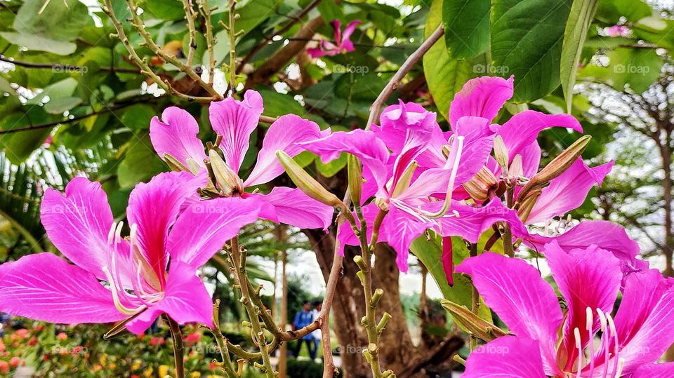 Charming Hongkong Orchids