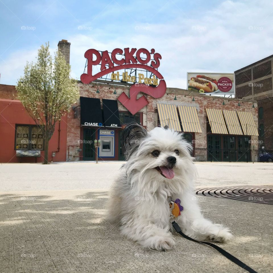 Maltese chihuahua mix in front of a iconic tony packo’s in downtown Toledo on a sunny spring day 