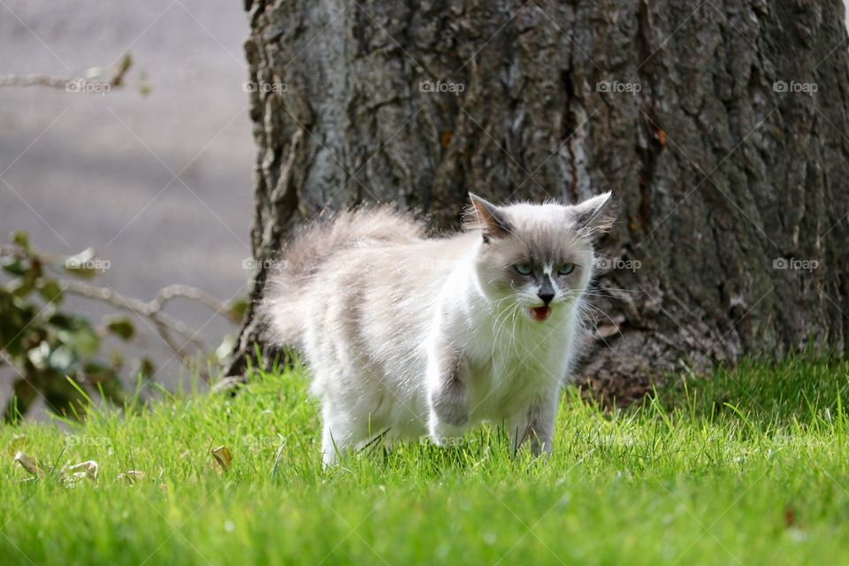 Stalking ragdoll tabby cat 