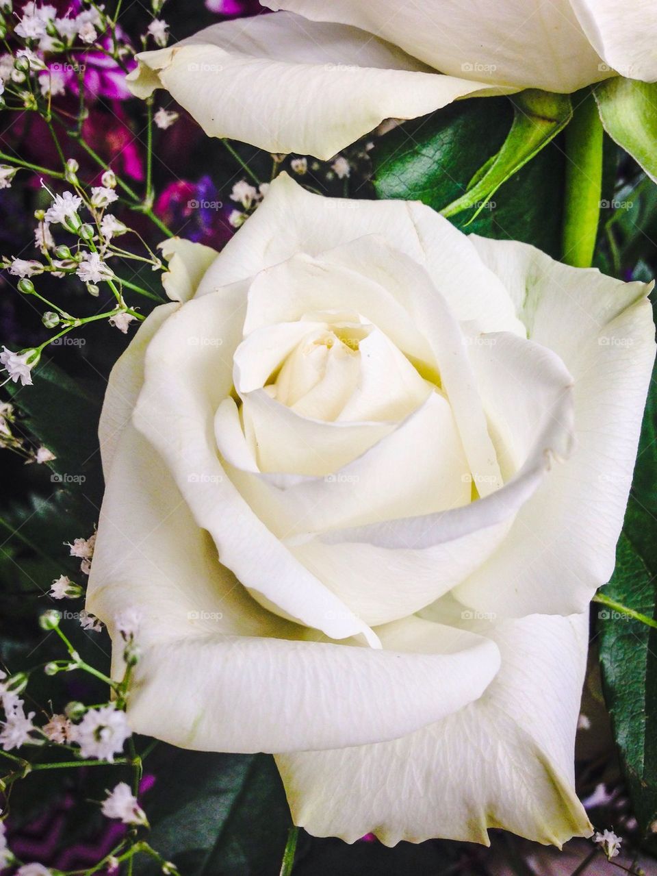 Spring flower white rose