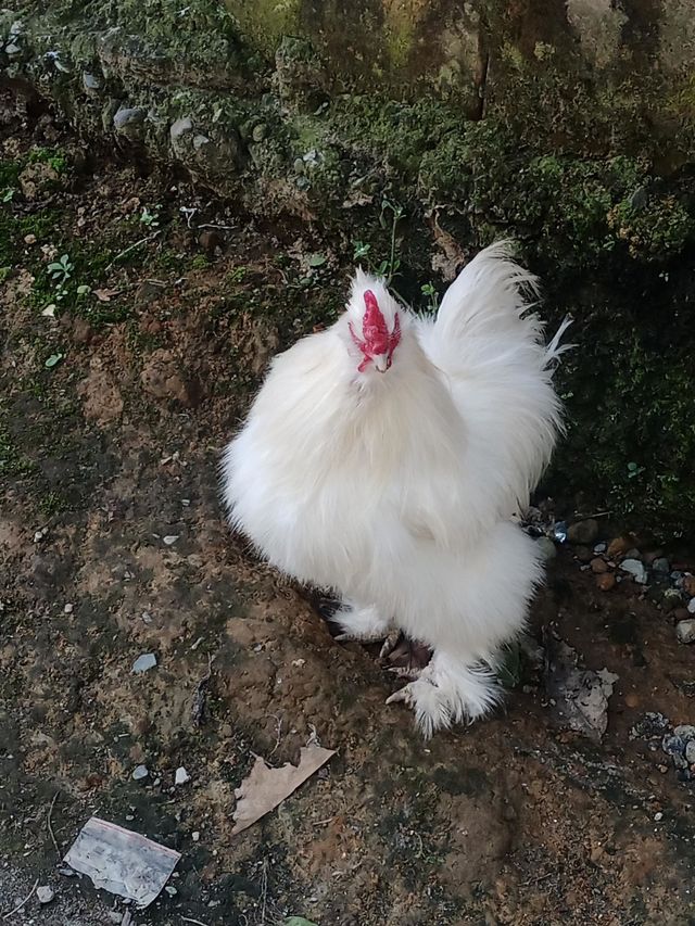 Gallinas. Gallo de color blanco hermoso.