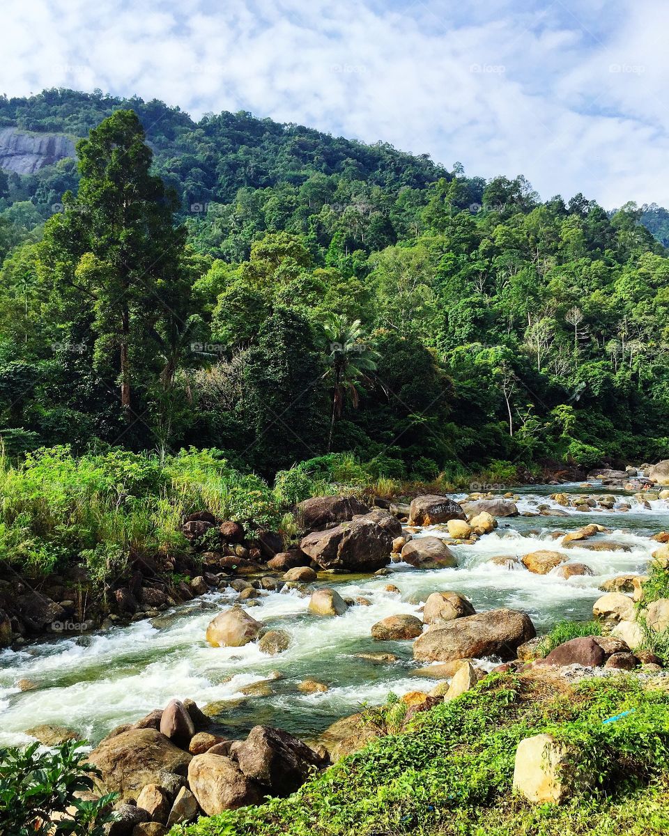 Forest stream among green plants