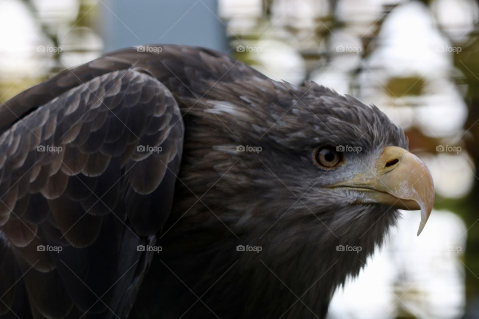 Eagle 