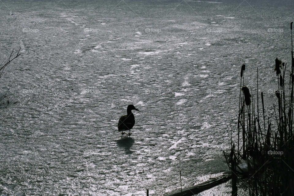 Duck on Ice