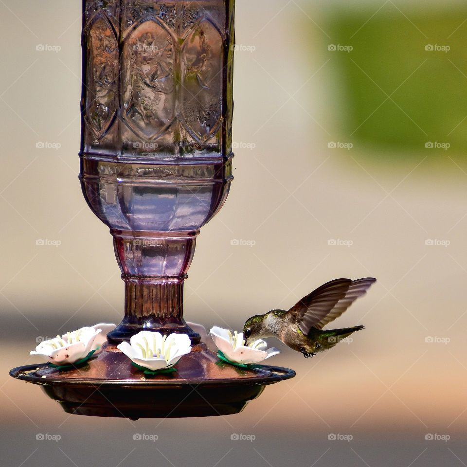 beautiful hummingbird feeding