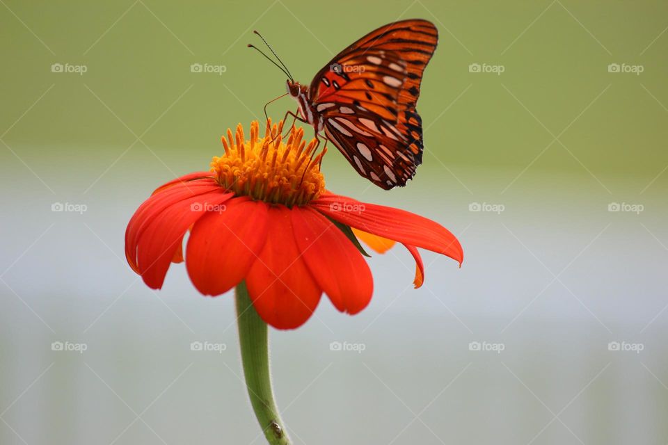 Gulf Fritillary butterfly on Mexican Sunflower 