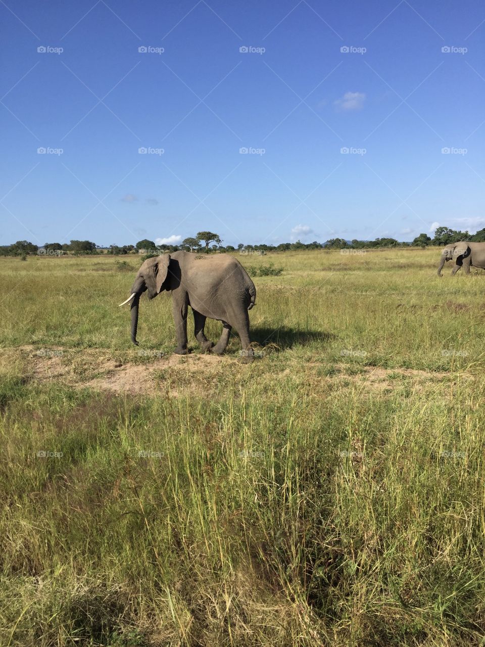 African elephant in mikumi national park Tanzania 🇹🇿