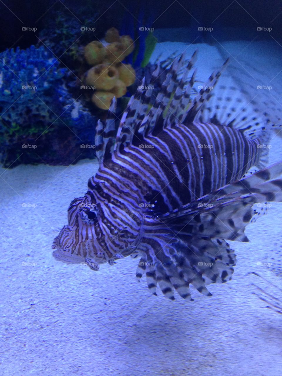 Lion fish in tank 
