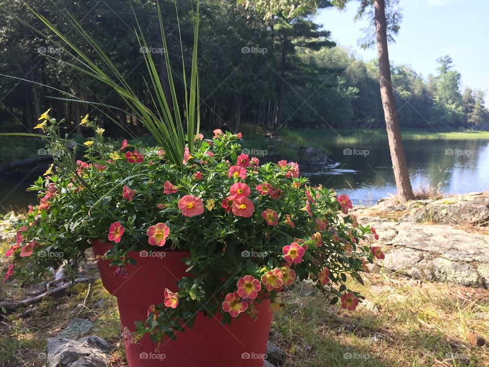 Flowers in a pot