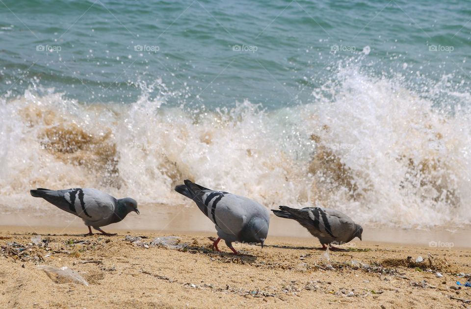 Birds by the sea