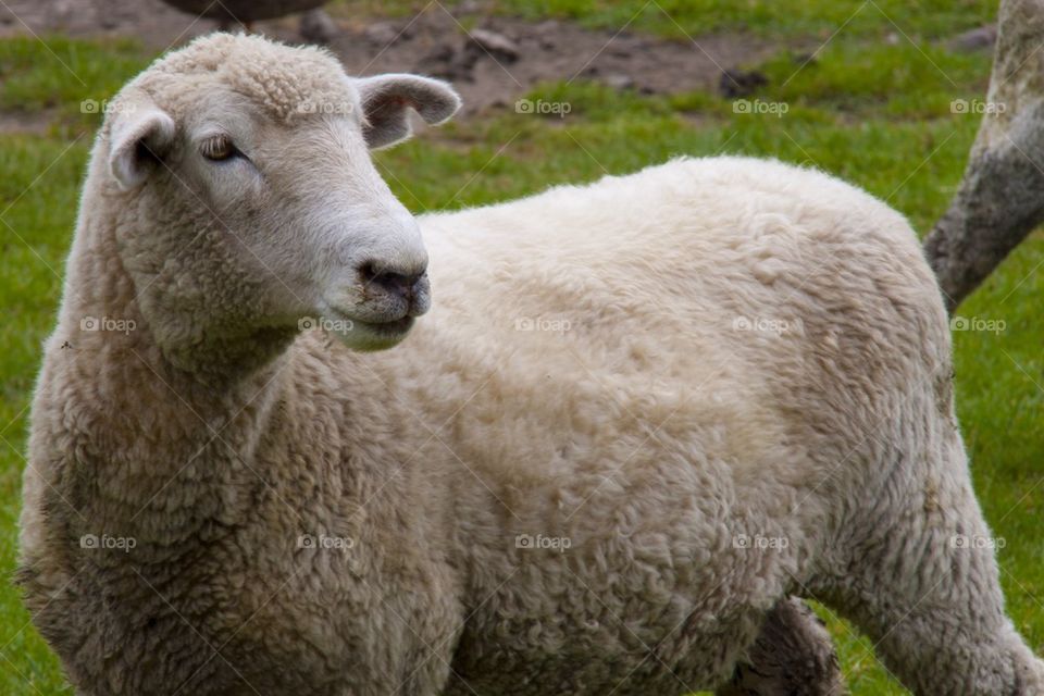 AUCKLAND, NEW ZEALAND THE SHEEP FARM