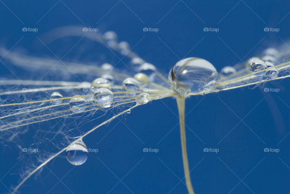 Water drops on a parachutes dandelion on a blue background. dew drops on a dandelion seed macro. magic dream concept
