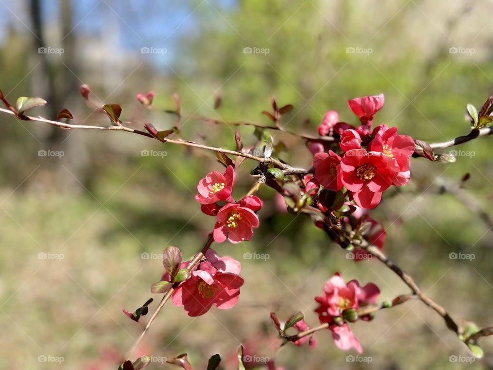 Blooming bush. Red flowers on the bench 