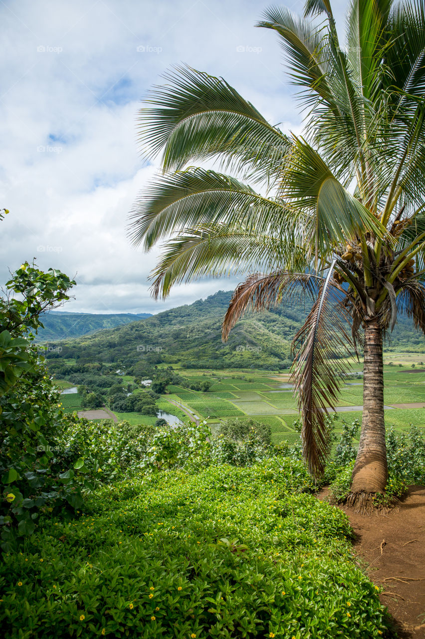 Lookout in Kauai 