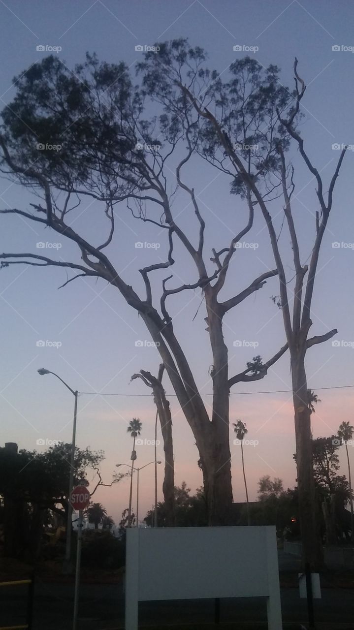 tree silhouette