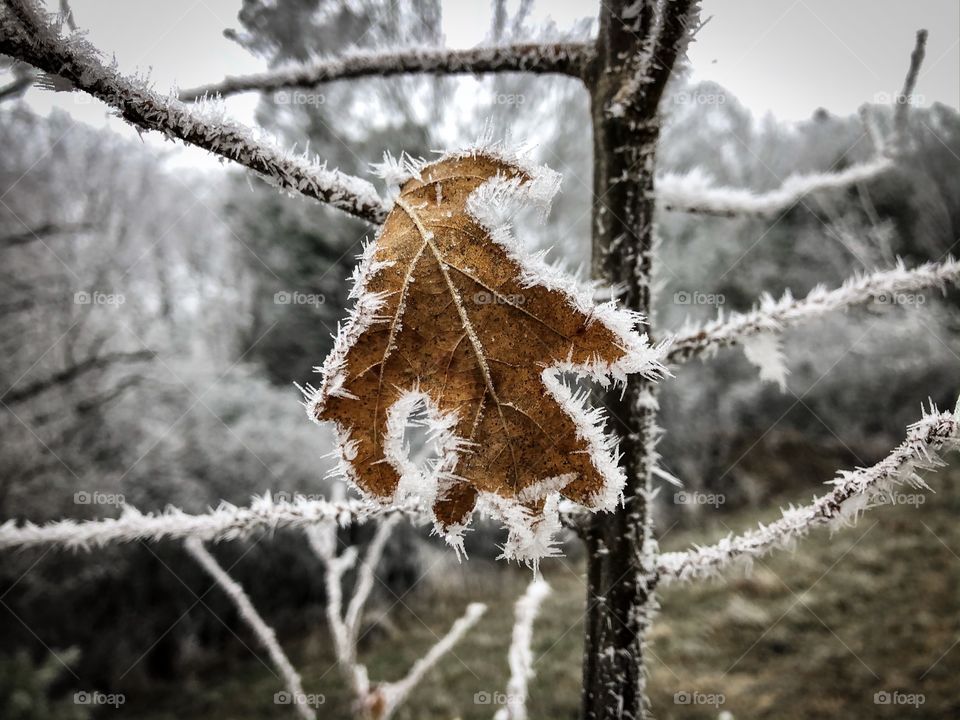 Frozen leaf