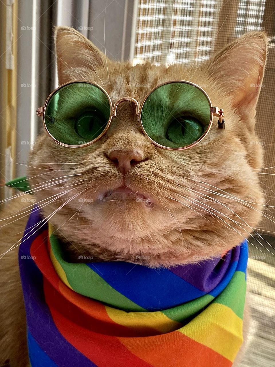 A cat wearing green tinted glasses and a rainbow bandana