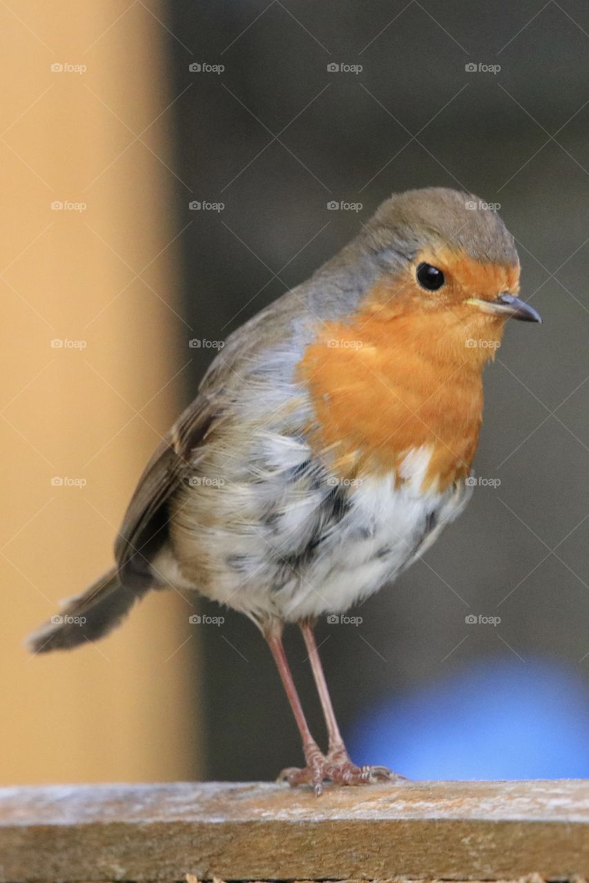 Robin