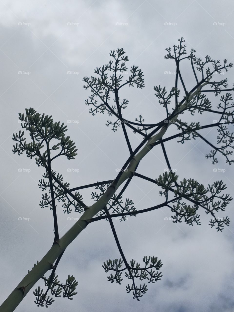 blooming century plant