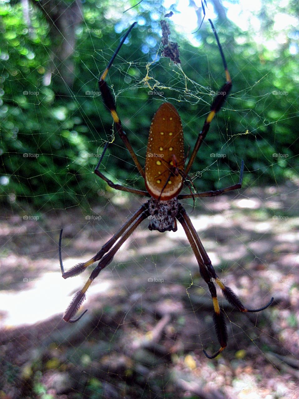 Exotic spider