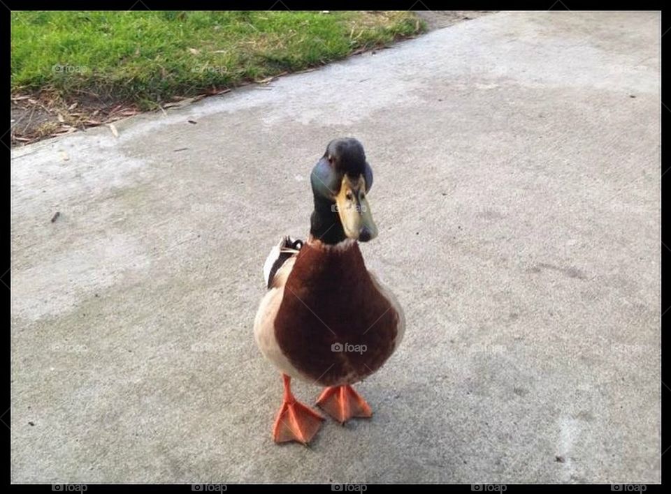 Duck