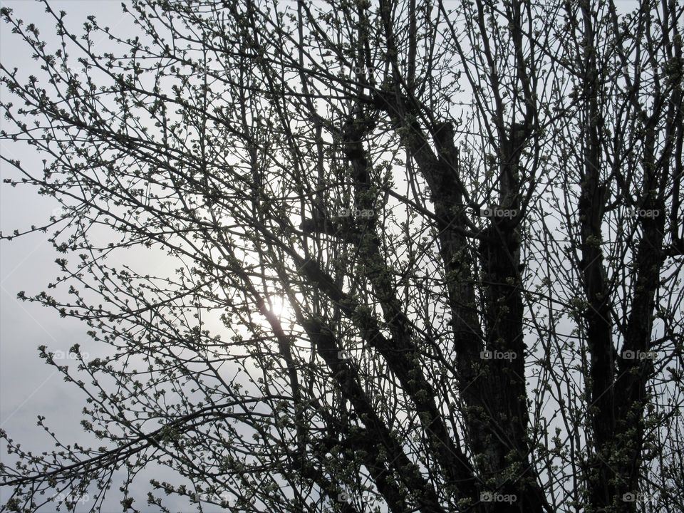 sun behind branches