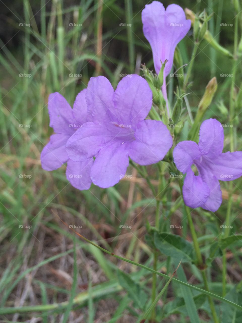 Wild purple flowers