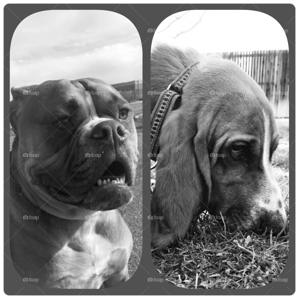 Ooga and Bama. olde english bulldogge and basset hound 