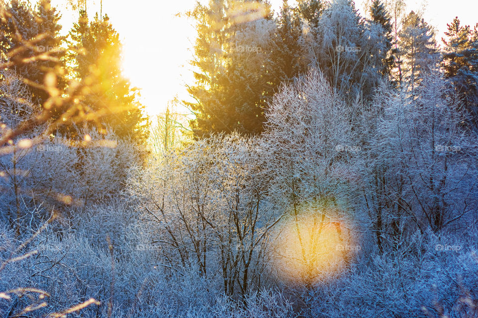 Hoarfrost forest on sunny winter morning