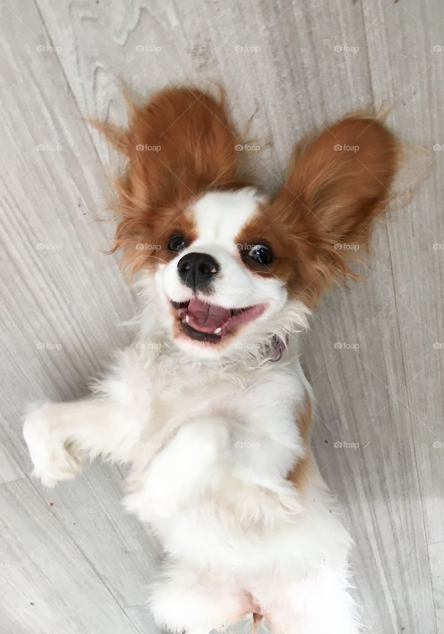 Mischievous smile of an adorable king charles puppy