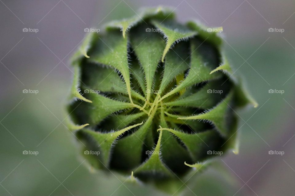 Sunflower bud