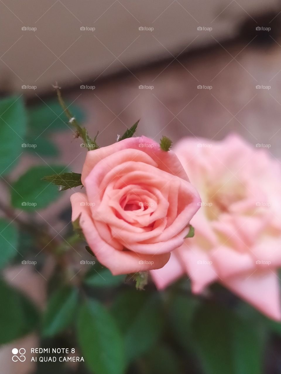 Perfeito rosa desabrochando .