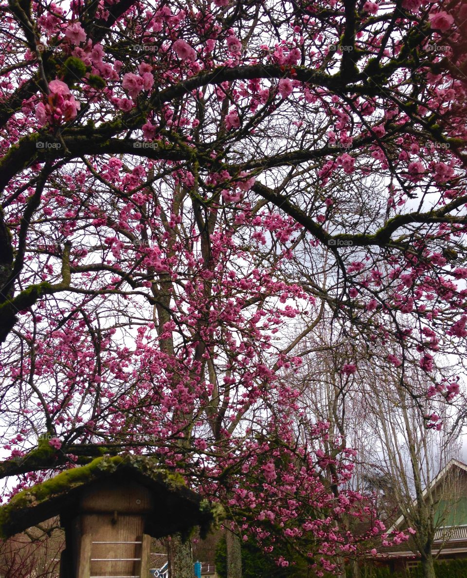 First cherry blossom 