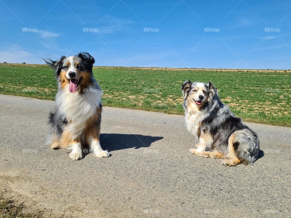 Blue merle Australian Shepherds