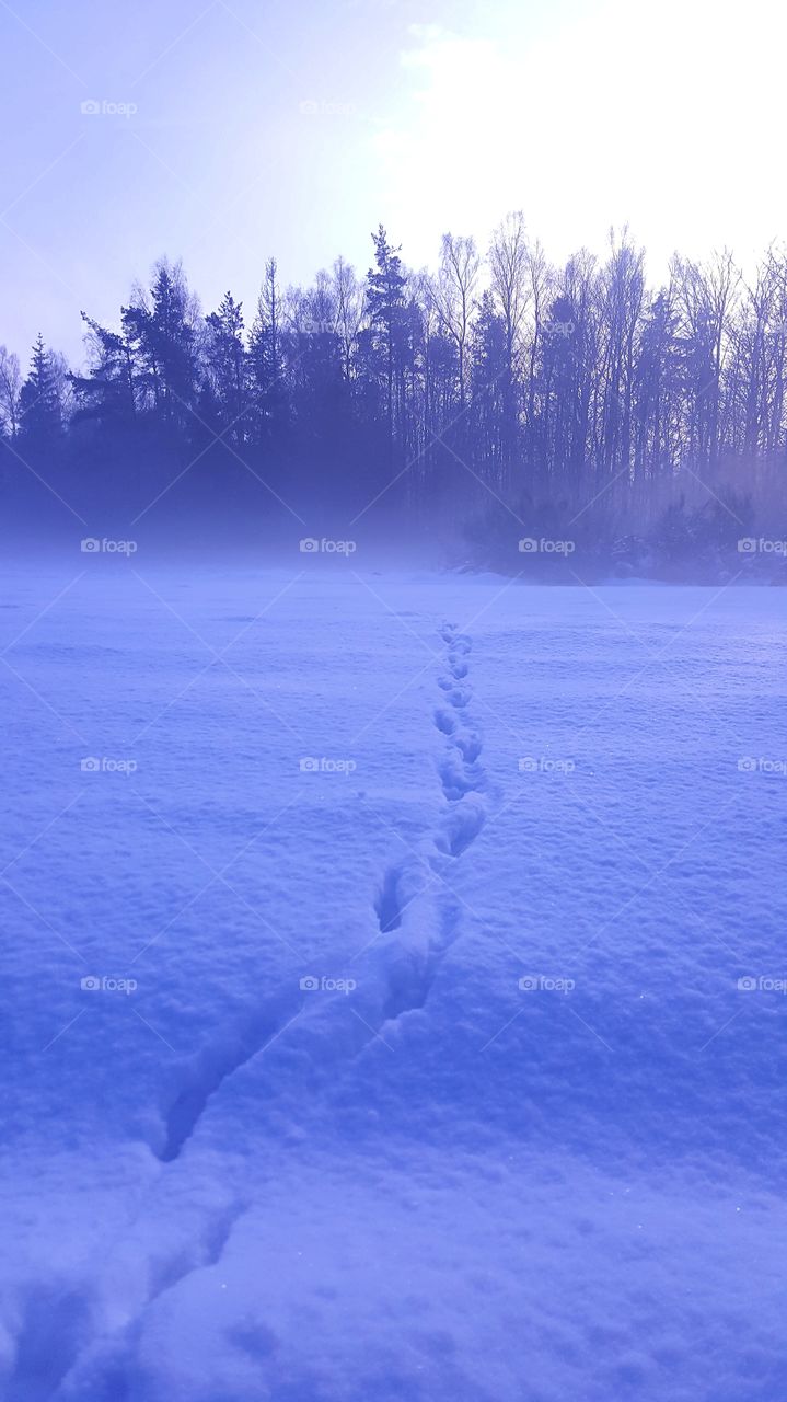 Animal tracks on the snow.